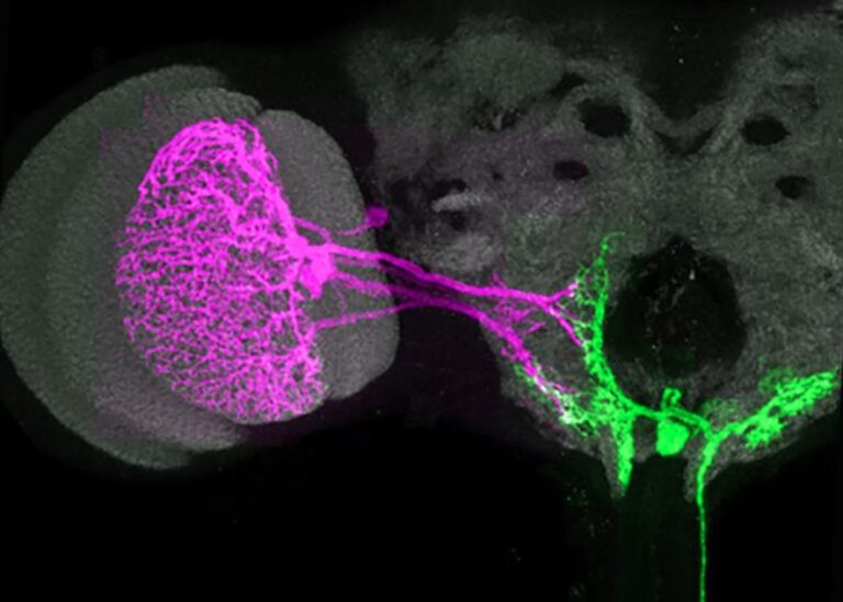 Single Motor Neurons Analyzed in 3D in a Moving Fly Body